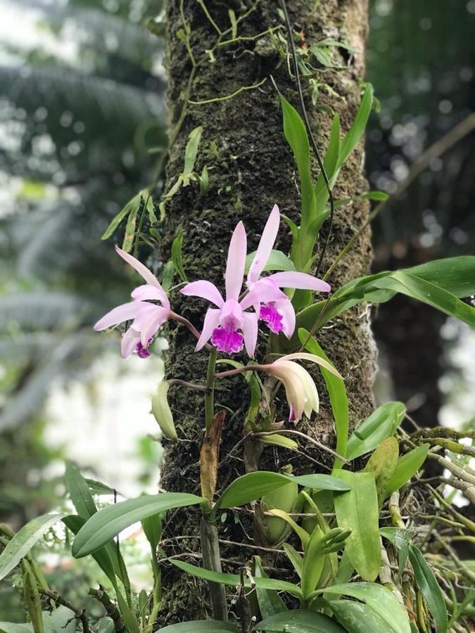 Suites - Quintal De Lazaro ウバトゥバ エクステリア 写真